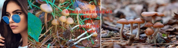 стаф Алексеевка